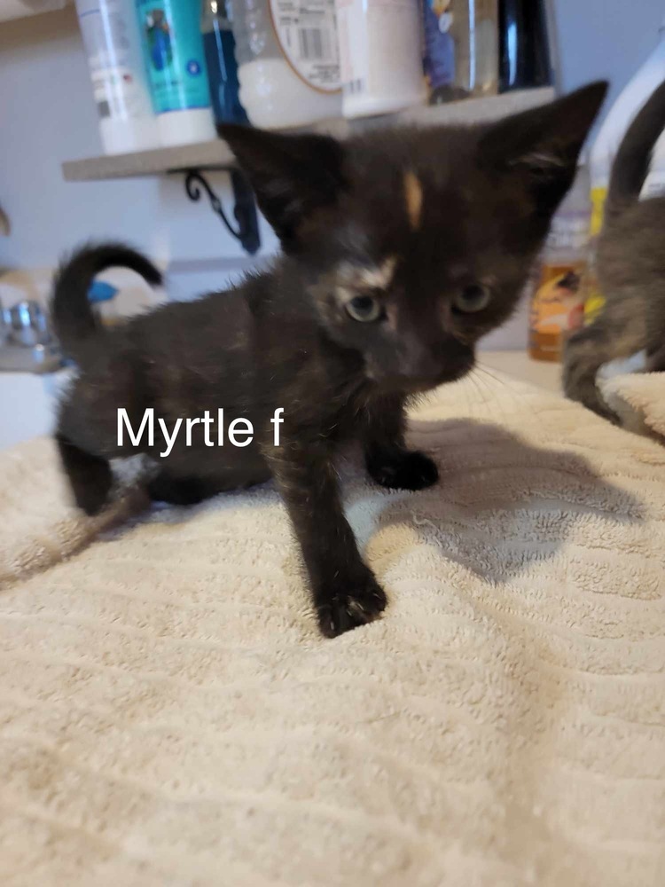 Myrtle, an adoptable Domestic Short Hair in Bend, OR, 97701 | Photo Image 1