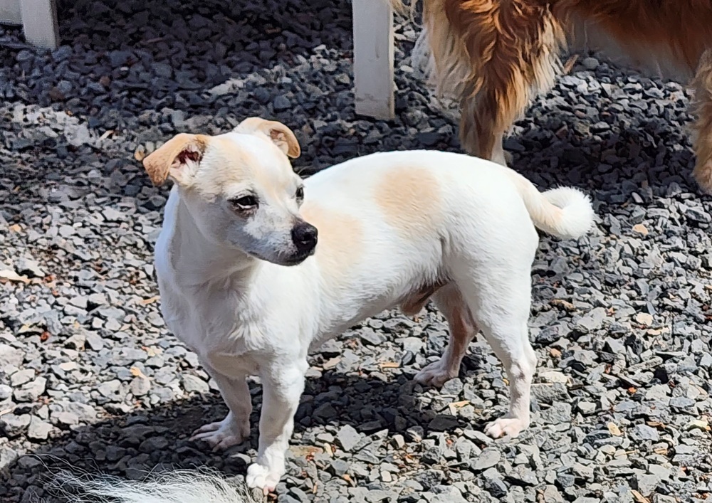 snug, an adoptable Chihuahua in Bend, OR, 97701 | Photo Image 1