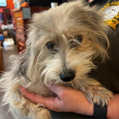 31399 Ollie, an adoptable Terrier, Mixed Breed in Bend, OR, 97702 | Photo Image 1