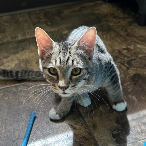 Pudding, an adoptable Domestic Short Hair in Priest River, ID, 83856 | Photo Image 1