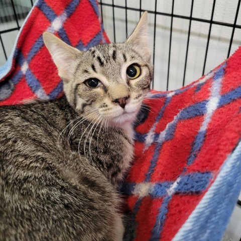 Pudding, an adoptable Domestic Short Hair in Priest River, ID, 83856 | Photo Image 2