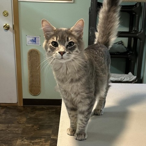 Palmer, an adoptable Domestic Medium Hair in Priest River, ID, 83856 | Photo Image 3