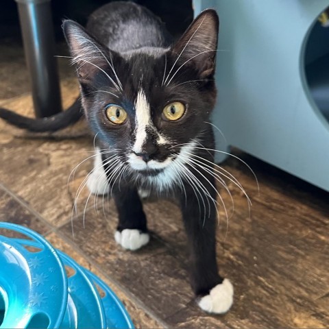 Penguin, an adoptable Domestic Short Hair in Priest River, ID, 83856 | Photo Image 1