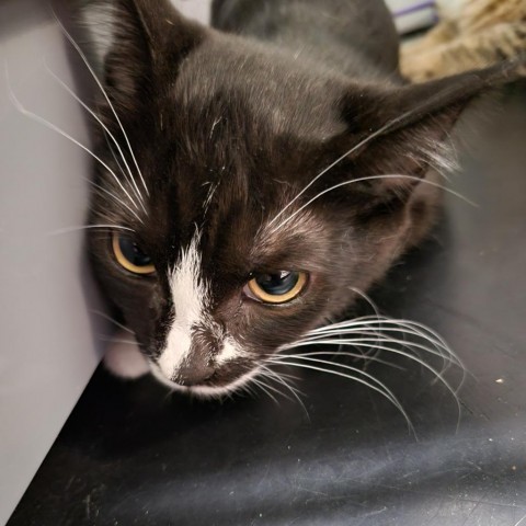 Penguin, an adoptable Domestic Short Hair in Priest River, ID, 83856 | Photo Image 2