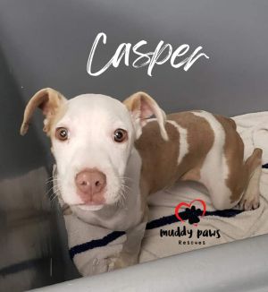 Casper - No Longer Accepting Applications