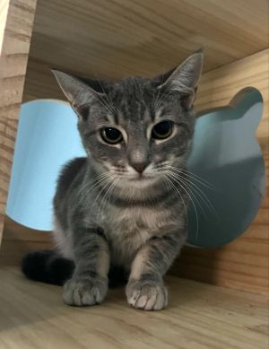 Meet Grumpy Gremlin the pint-sized dynamo with a larger-than-life personality This spicy little ki