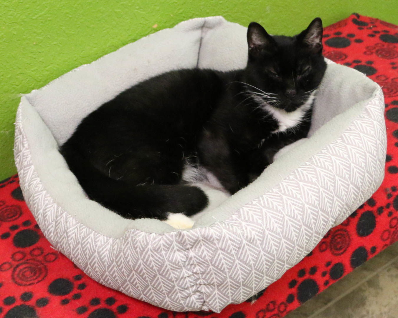 Celine, an adoptable Domestic Short Hair in Fargo, ND, 58103 | Photo Image 1