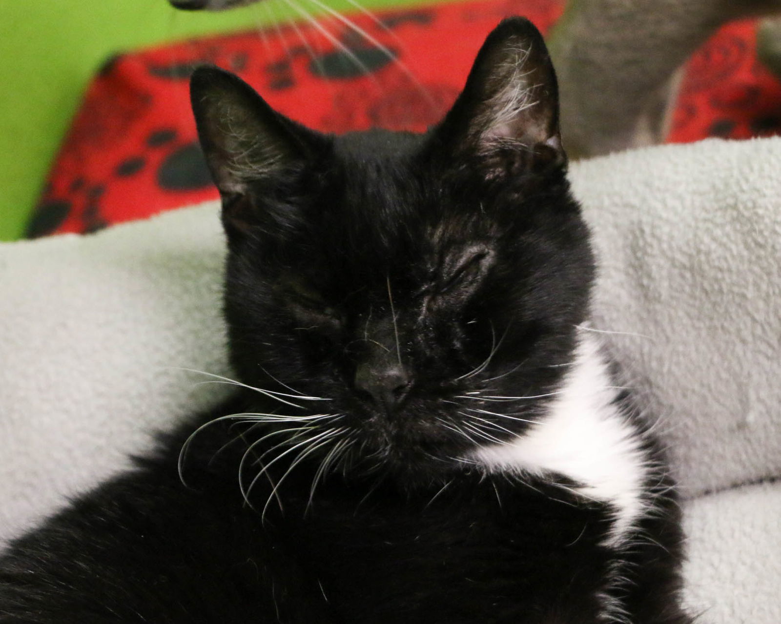Celine, an adoptable Domestic Short Hair in Fargo, ND, 58103 | Photo Image 2