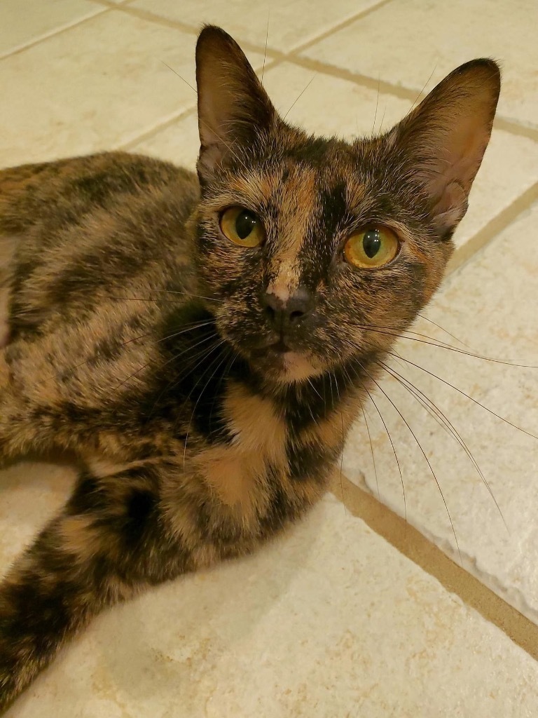 Calista