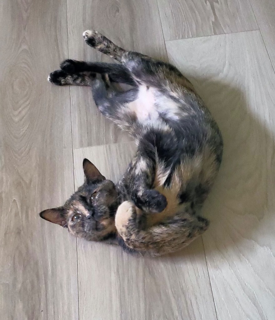 Calista