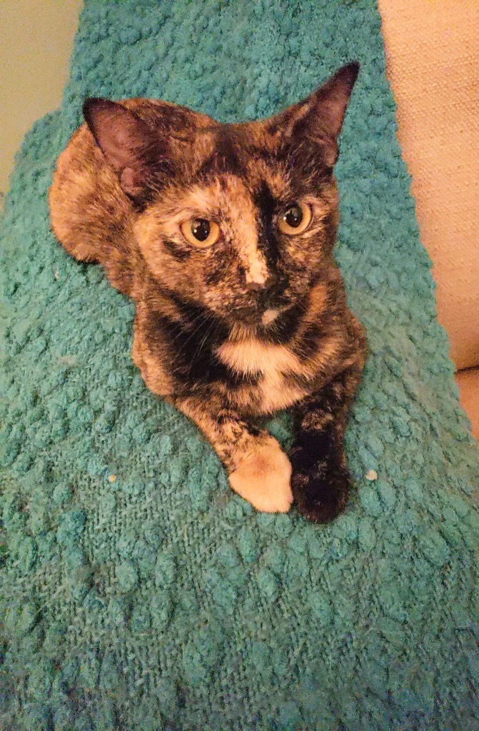 Calista