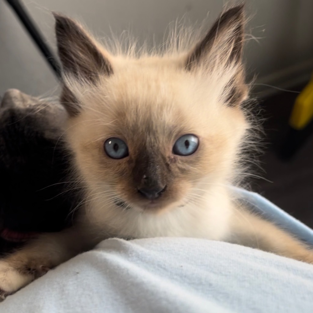 Ballet, an adoptable Siamese, Ragdoll in New Braunfels, TX, 78130 | Photo Image 1