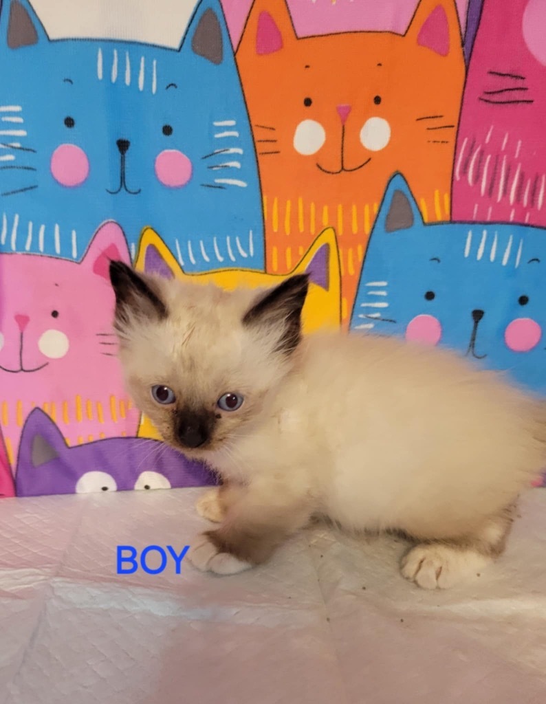 Ballet, an adoptable Siamese, Ragdoll in New Braunfels, TX, 78130 | Photo Image 2