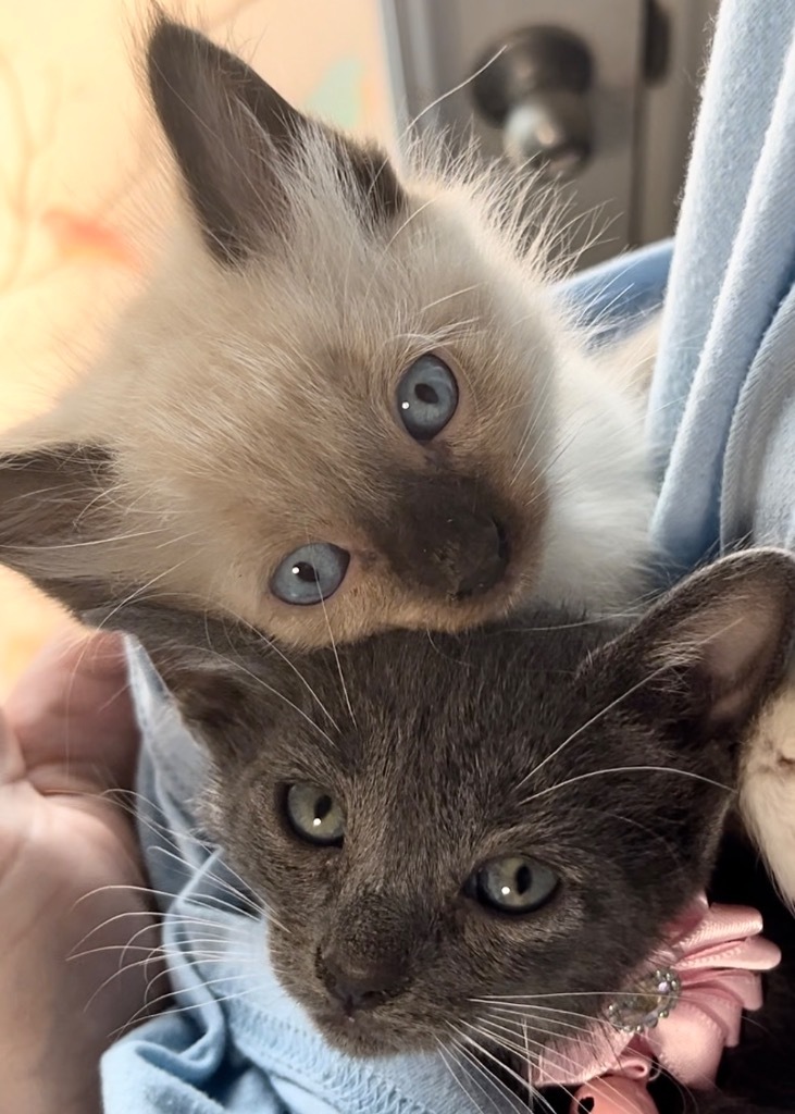 Ballet, an adoptable Siamese, Ragdoll in New Braunfels, TX, 78130 | Photo Image 3