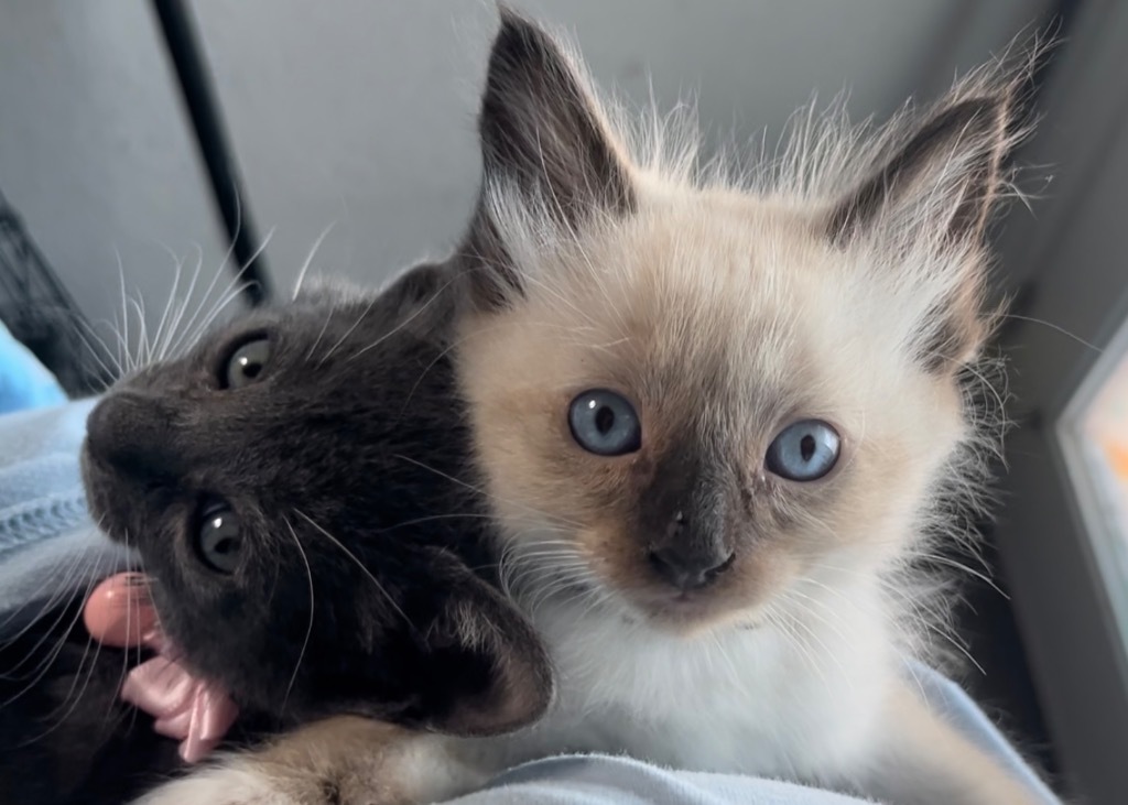 Ballet, an adoptable Siamese, Ragdoll in New Braunfels, TX, 78130 | Photo Image 4