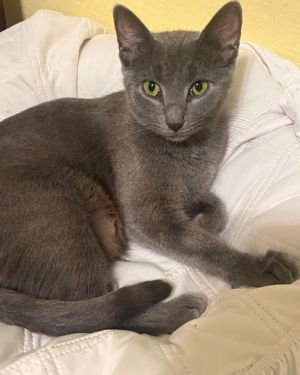 Whisper, Adult Female unknown