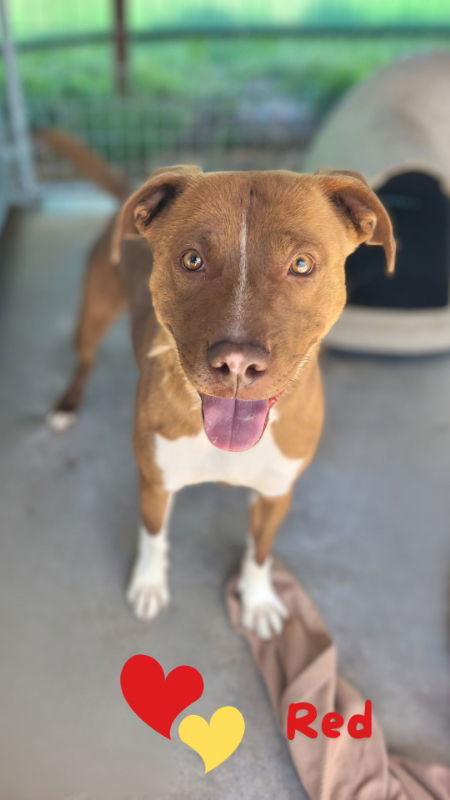 Red, an adoptable Pit Bull Terrier, Australian Cattle Dog / Blue Heeler in Monte Vista, CO, 81144 | Photo Image 1