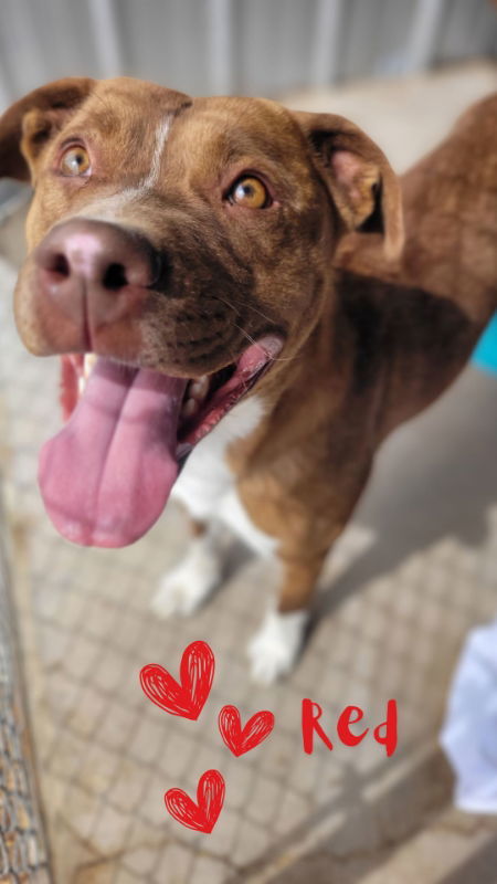 Red, an adoptable Pit Bull Terrier, Australian Cattle Dog / Blue Heeler in Monte Vista, CO, 81144 | Photo Image 1