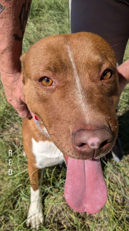 Red, an adoptable Pit Bull Terrier, Australian Cattle Dog / Blue Heeler in Monte Vista, CO, 81144 | Photo Image 2