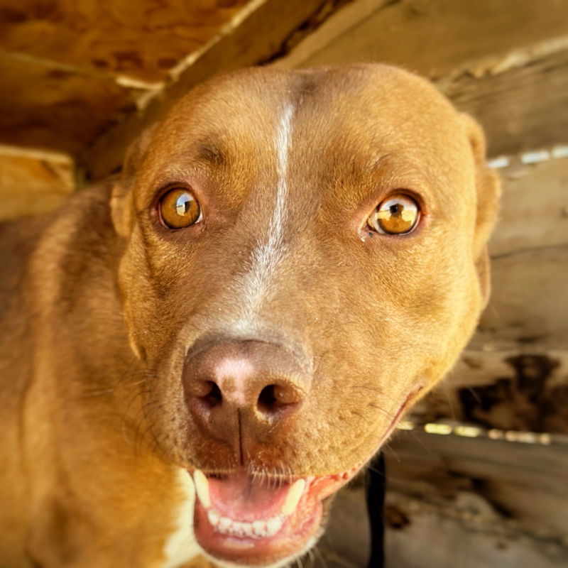 Red, an adoptable Pit Bull Terrier, Australian Cattle Dog / Blue Heeler in Monte Vista, CO, 81144 | Photo Image 2