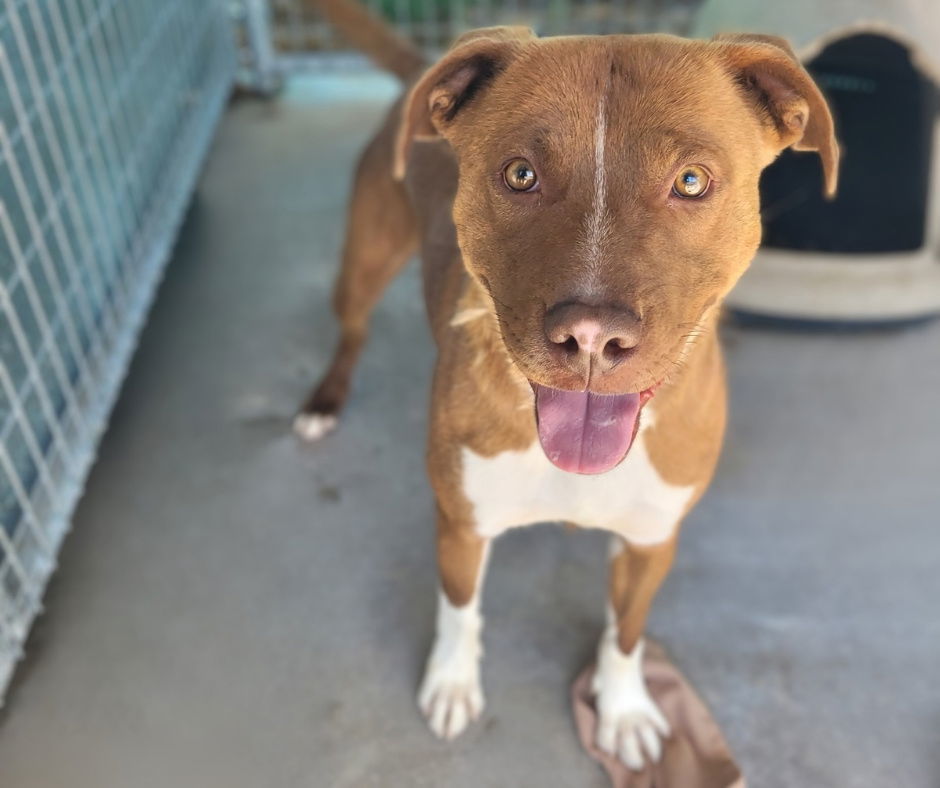 Red, an adoptable Pit Bull Terrier, Australian Cattle Dog / Blue Heeler in Monte Vista, CO, 81144 | Photo Image 3