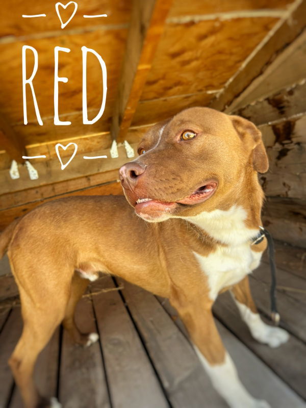 Red, an adoptable Pit Bull Terrier, Australian Cattle Dog / Blue Heeler in Monte Vista, CO, 81144 | Photo Image 3