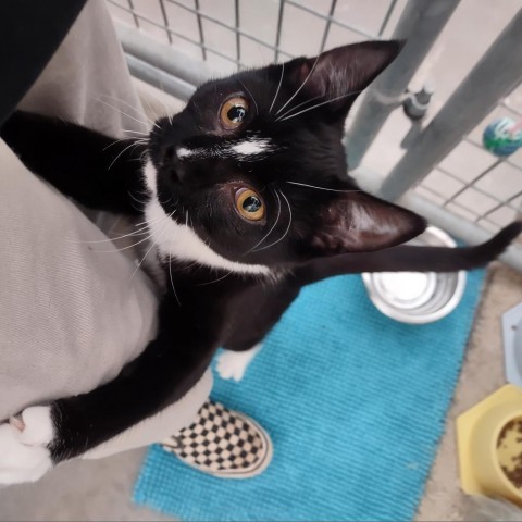 Rabbit, an adoptable Domestic Short Hair in Taos, NM, 87571 | Photo Image 1