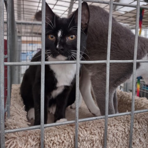 Rabbit, an adoptable Domestic Short Hair in Taos, NM, 87571 | Photo Image 2