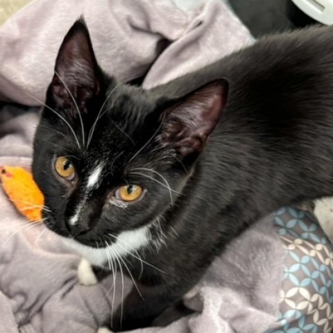 Rabbit, an adoptable Domestic Short Hair in Taos, NM, 87571 | Photo Image 3