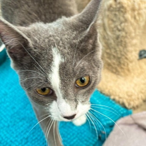 Eeyore, an adoptable Domestic Short Hair in Taos, NM, 87571 | Photo Image 1