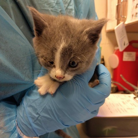 Eeyore, an adoptable Domestic Short Hair in Taos, NM, 87571 | Photo Image 2