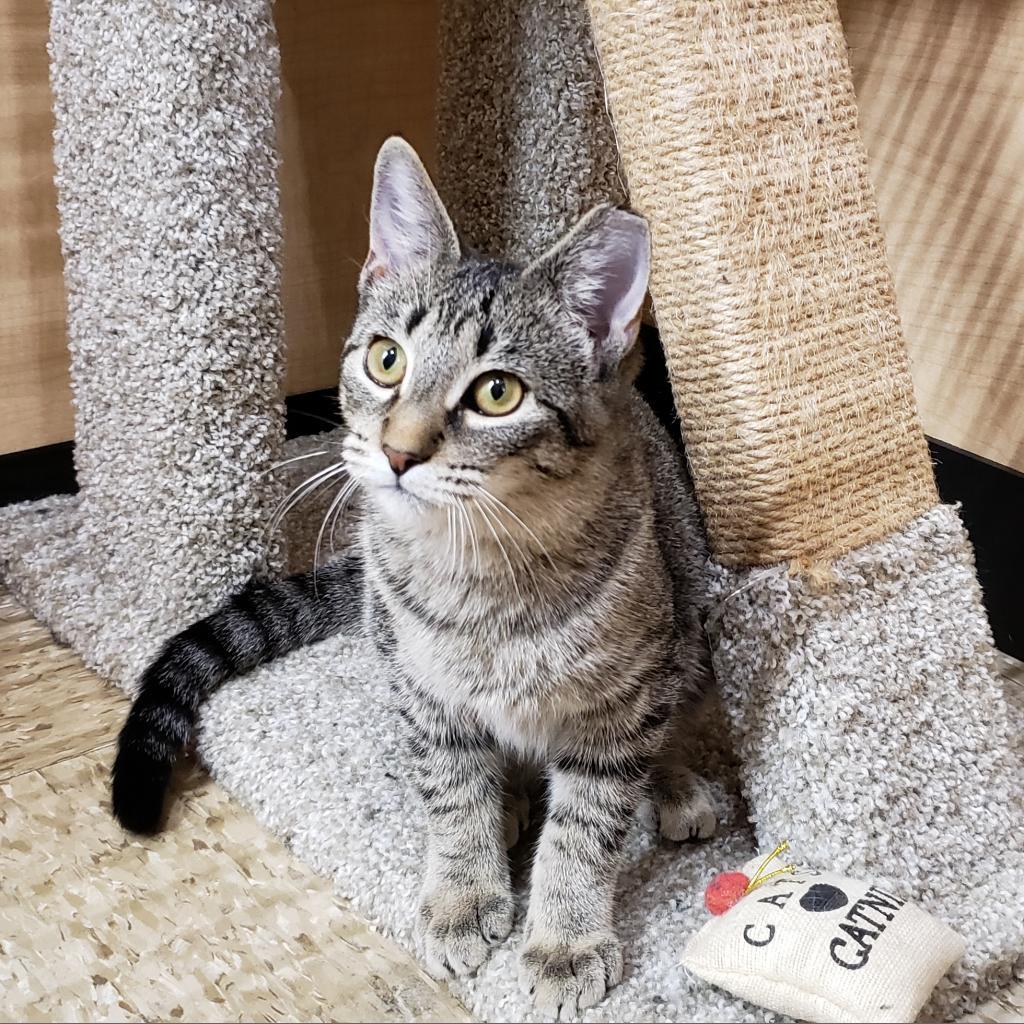 Baylor, an adoptable Domestic Short Hair in Bulverde, TX, 78163 | Photo Image 1