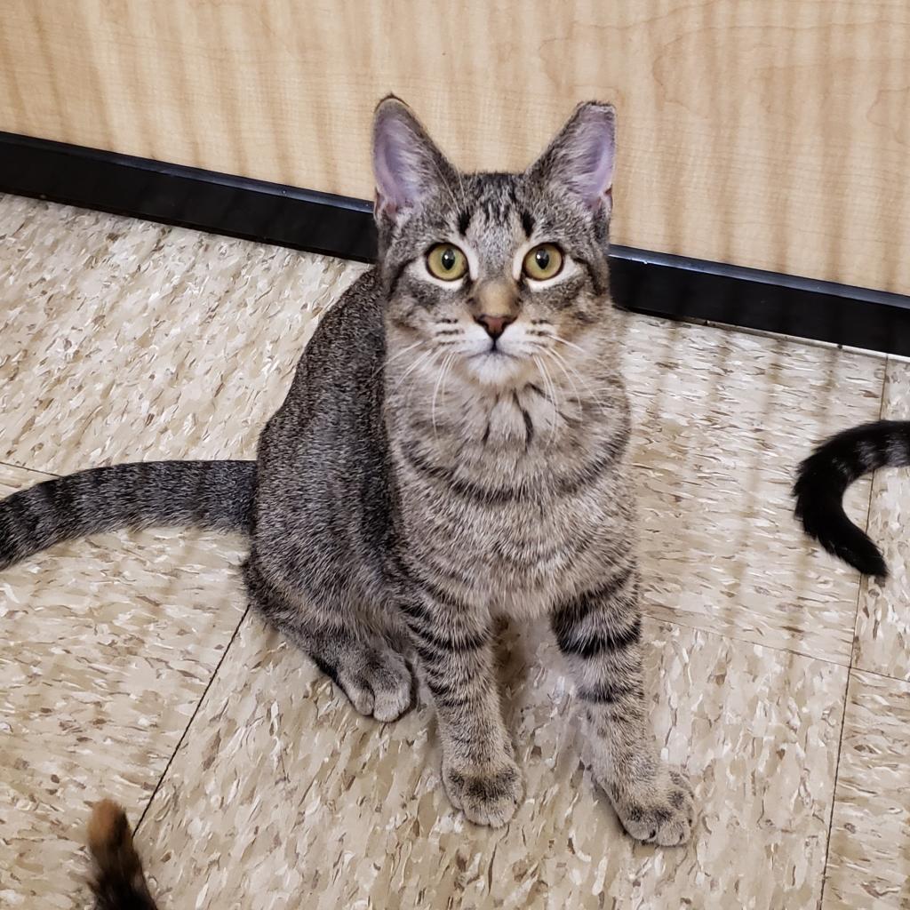 Baylor, an adoptable Domestic Short Hair in Bulverde, TX, 78163 | Photo Image 2