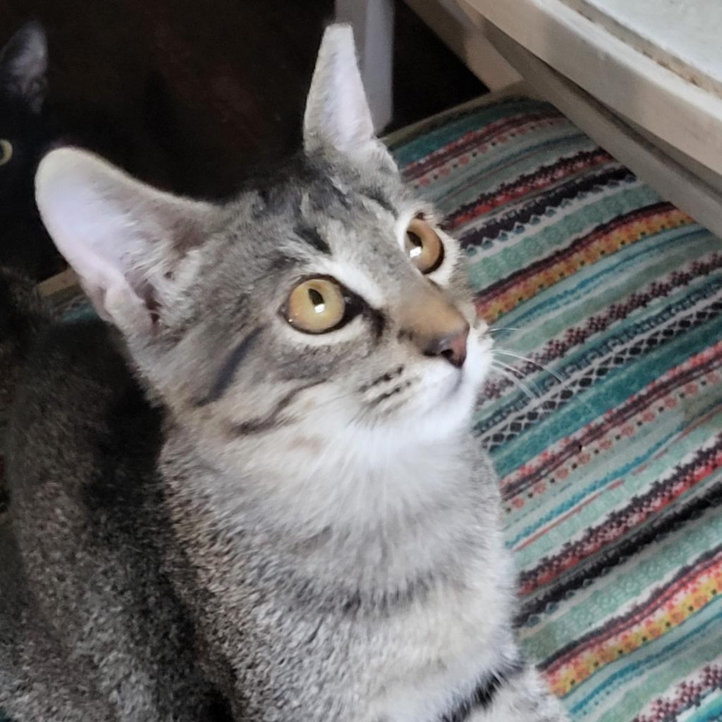 Baylor, an adoptable Domestic Short Hair in Bulverde, TX, 78163 | Photo Image 3