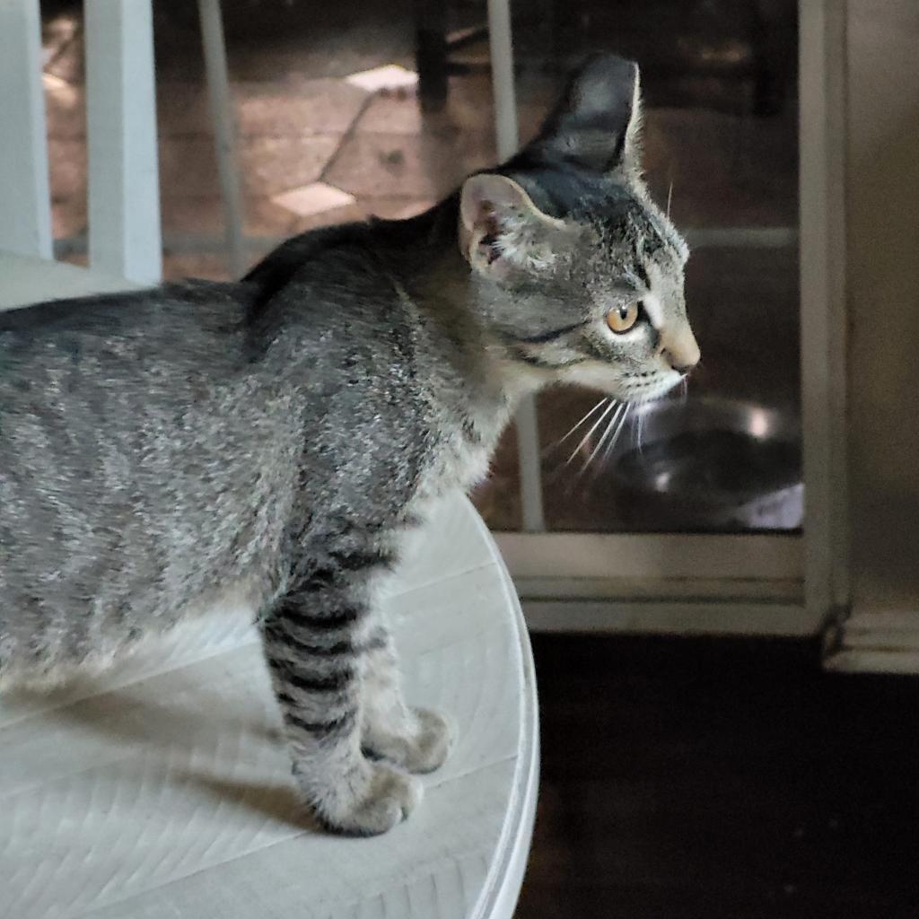 Baylor, an adoptable Domestic Short Hair in Bulverde, TX, 78163 | Photo Image 4