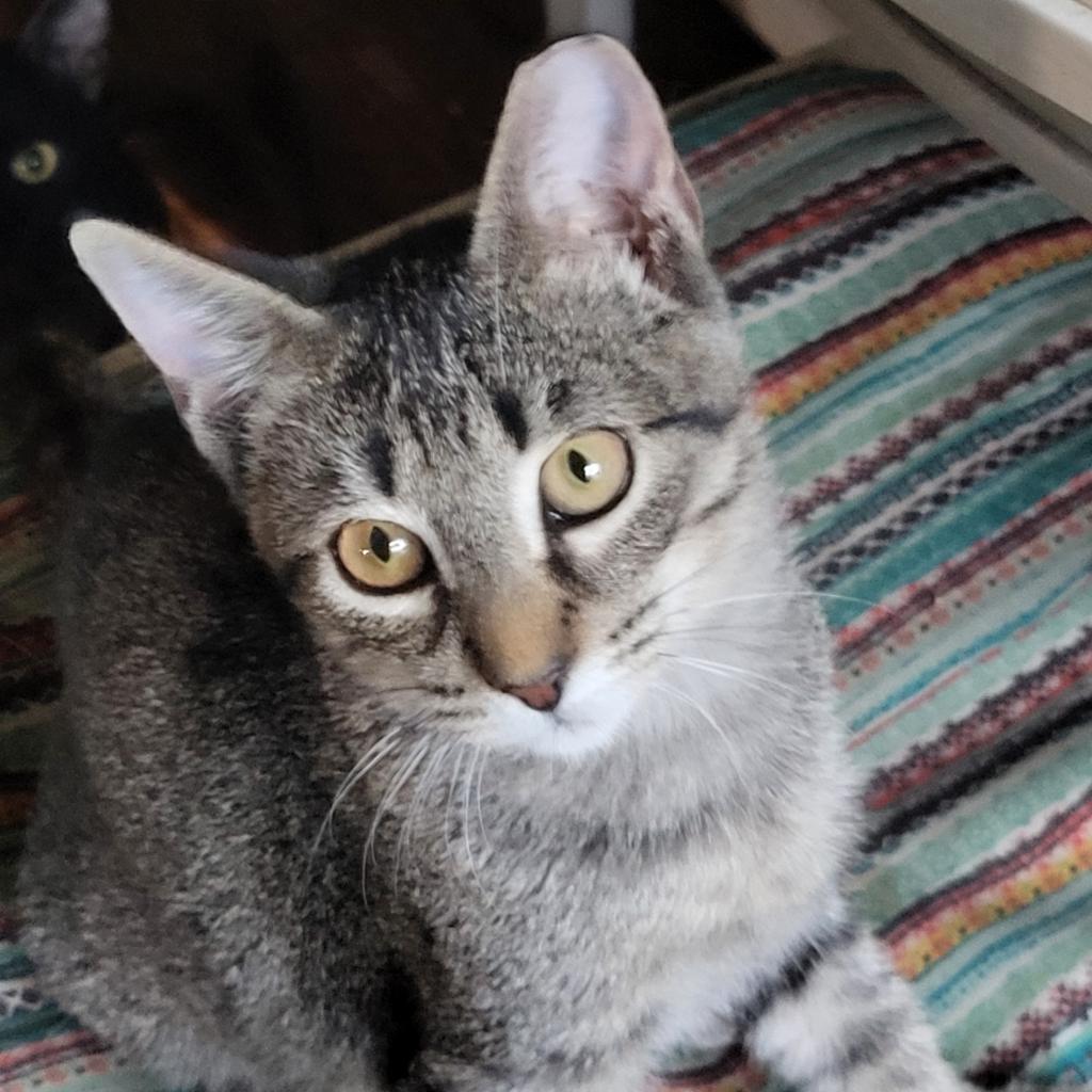 Baylor, an adoptable Domestic Short Hair in Bulverde, TX, 78163 | Photo Image 5