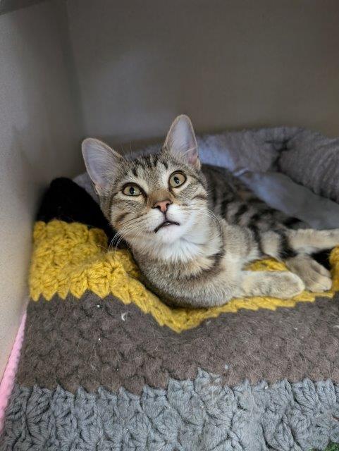 Artemis, an adoptable Domestic Short Hair in Pagosa Springs, CO, 81147 | Photo Image 1