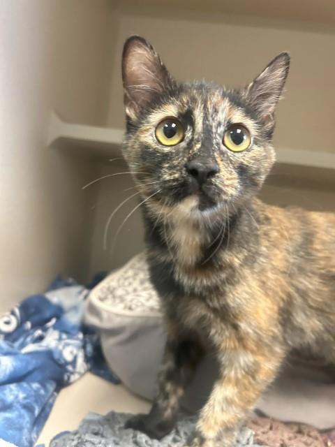 Turnip, an adoptable Domestic Short Hair in Pagosa Springs, CO, 81147 | Photo Image 1