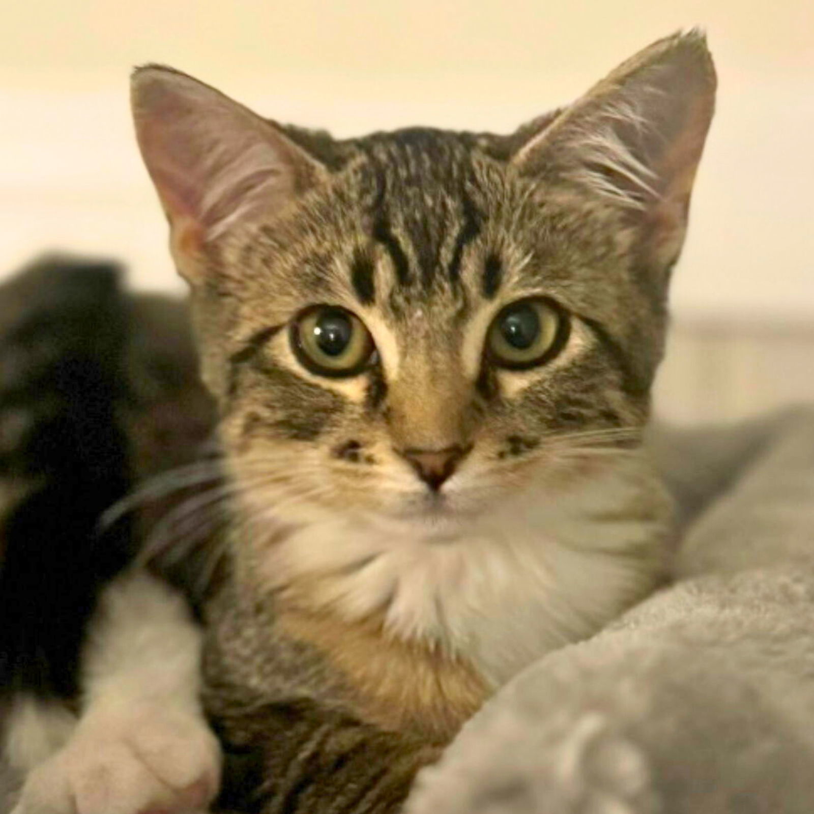 Olive, an adoptable Domestic Short Hair in Laramie, WY, 82073 | Photo Image 1