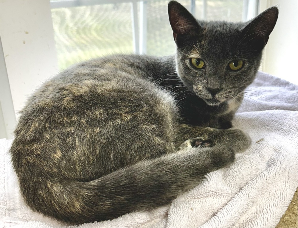 Cat for adoption Star (Campground Cuties Litter), a Domestic Short