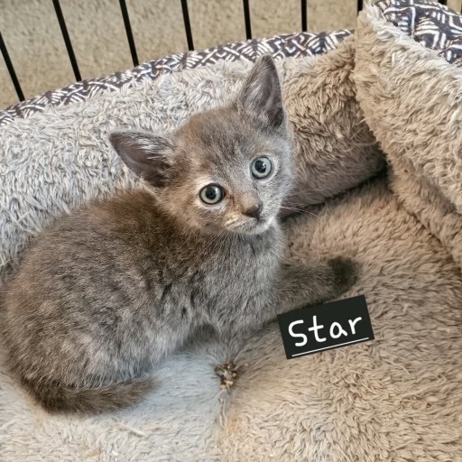 Star (Campground Cuties Litter) 2