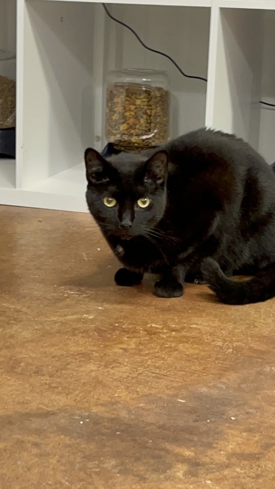 Cat for adoption Bean, a Domestic Short Hair in Telford, PA Petfinder