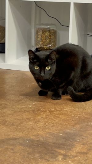 Bean, Adult Male Domestic Short Hair