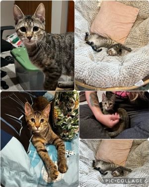 Zita (Sully Litter), Adult Female Domestic Short Hair
