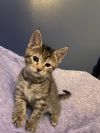 Zita (Sully Litter) photo 3