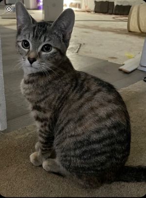 Macy (Washington St Litter)