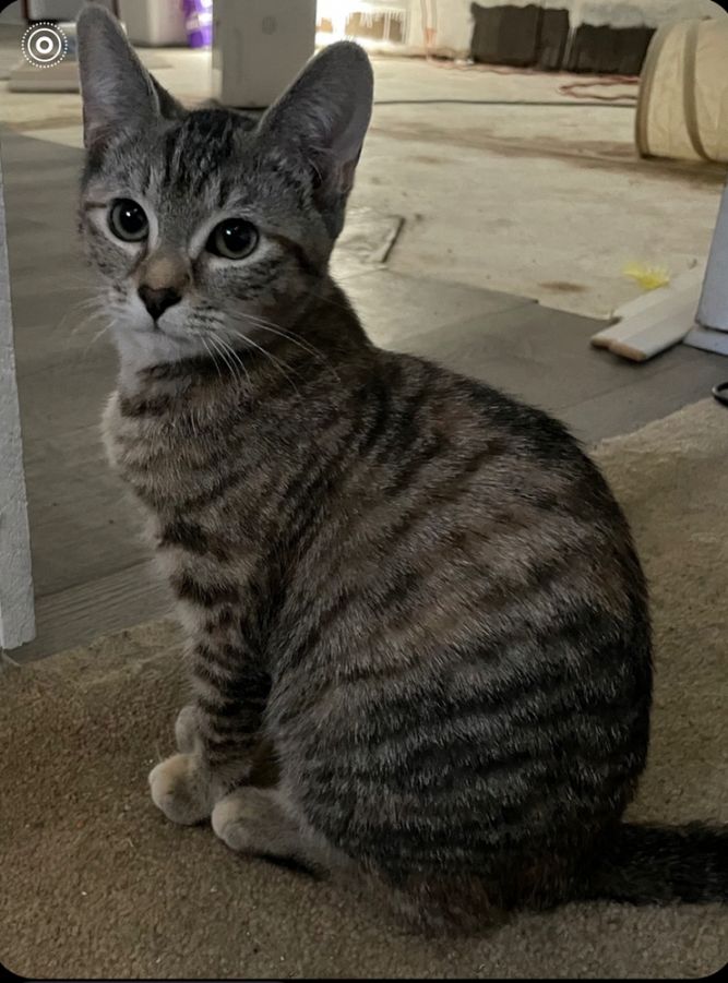 Macy (Washington St Litter)