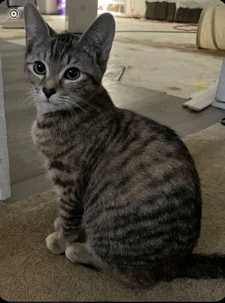 Macy (Washington St Litter) 1