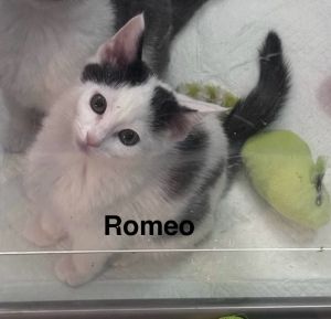 Romeo (Franconia Street Kitten)