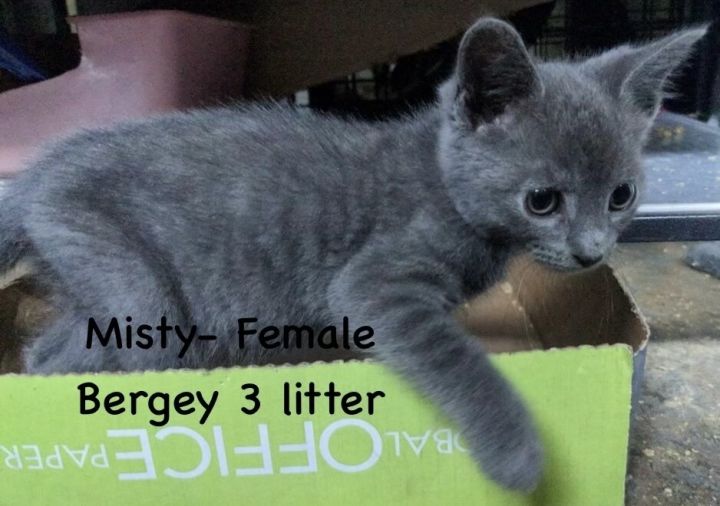 Misty (Bergey 3 Litter) 4